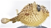 Dried Porcupine Fish Large