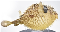 Dried Porcupine Fish Large