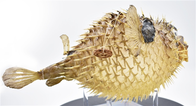 Dried Porcupine Fish Large