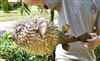 Giant Dried Porcupine Fish