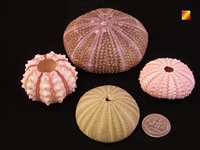 sea urchin pack 3