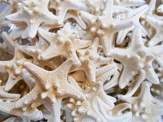 White Knobby Starfish