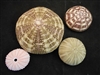 sea urchin pack 1