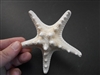 White Knobby Starfish