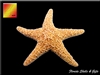 Sugar Starfish - x- large