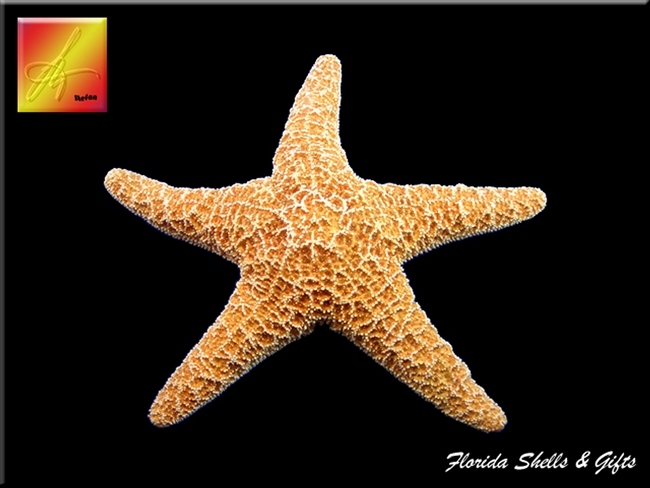 Sugar Starfish - x- large