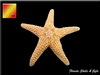 Sugar Starfish - x- large