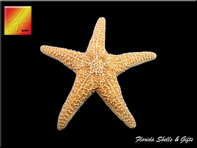 Sugar Starfish - x- large