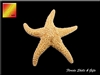 Sugar Starfish - x- large