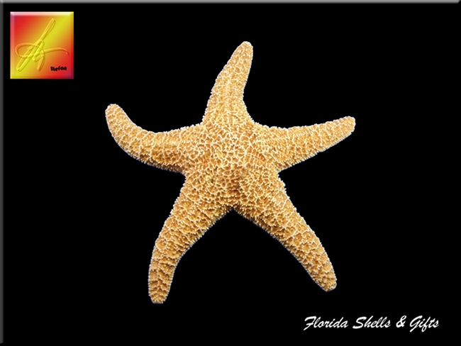 Sugar Starfish - x- large