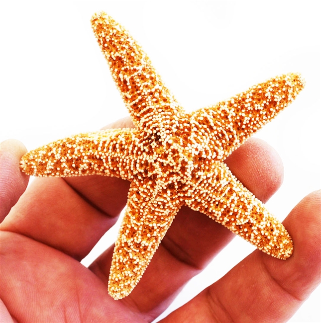 Sugar Starfish - medium