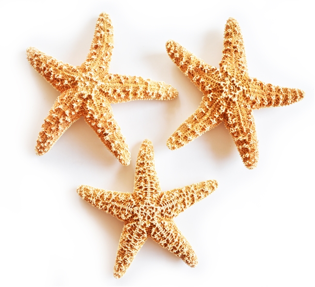 Sugar Starfish - medium