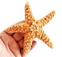 Sugar Starfish - large