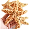 Sugar Starfish - large