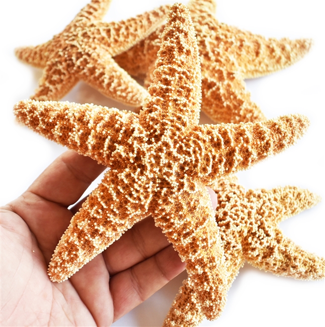 Sugar Starfish - large
