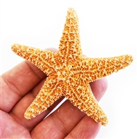 Sugar Starfish - small