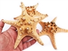 Large Natural Knobby Starfish 5-6" 12-Pack