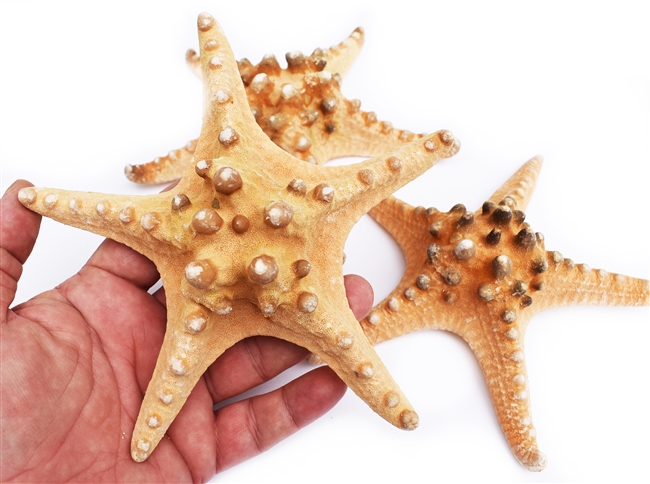 Large Natural Knobby Starfish 5-6" 12-Pack