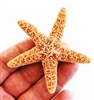 Sugar Starfish - small