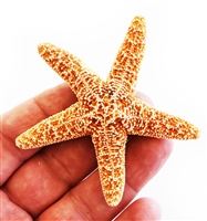 Sugar Starfish - small