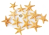 Sugar Starfish - small