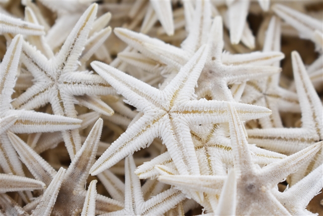 White Starfish Small