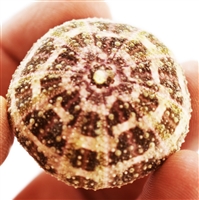 gator sea urchin