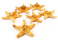 Chocolate Chip Starfish 3-4"