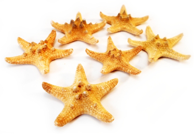 Chocolate Chip Starfish 3-4"