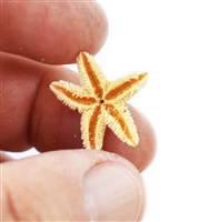 Sugar Starfish - extra small