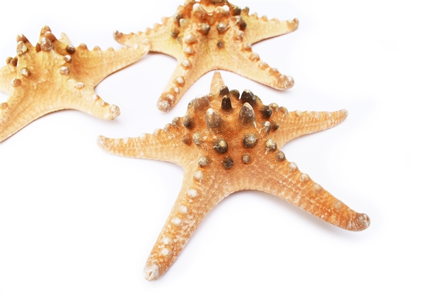 X-Large Natural Knobby Starfish 6-7" 6-pack