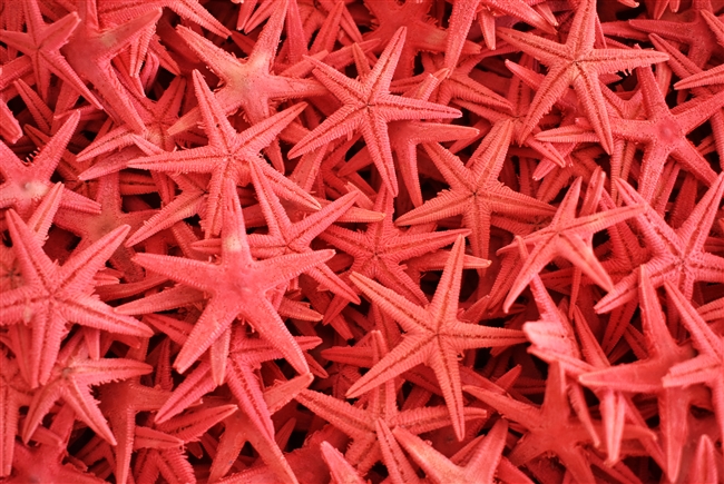 Red Starfish Small
