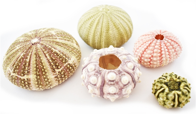 sea urchin pack 5-piece