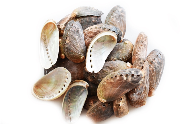 donkeys ear abalone