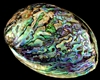 paua abalone