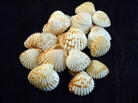 small natural ark shells