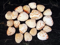 small natural ark shells