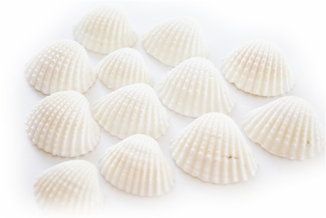 medium white ark shells