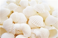 medium white ark shells