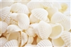 medium white ark shells