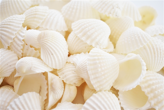 medium white ark shells