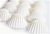 medium-large white ark shells