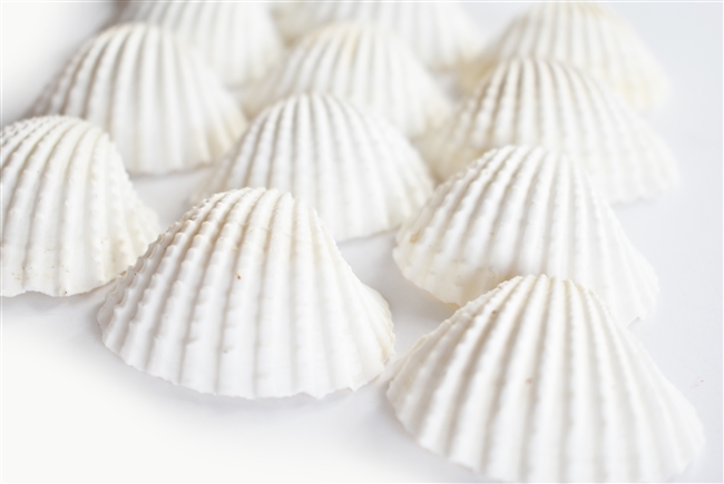 medium-large white ark shells