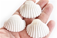 medium-large white ark shells