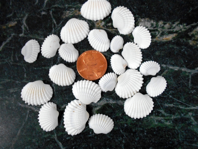 tiny white ark shells