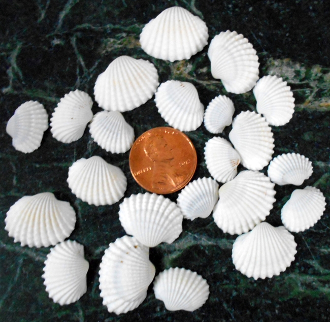 tiny white ark shells