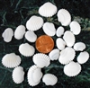 tiny white ark shells