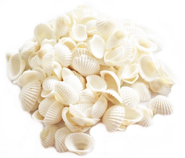 tiny white ark shells