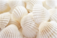 large white ark shells