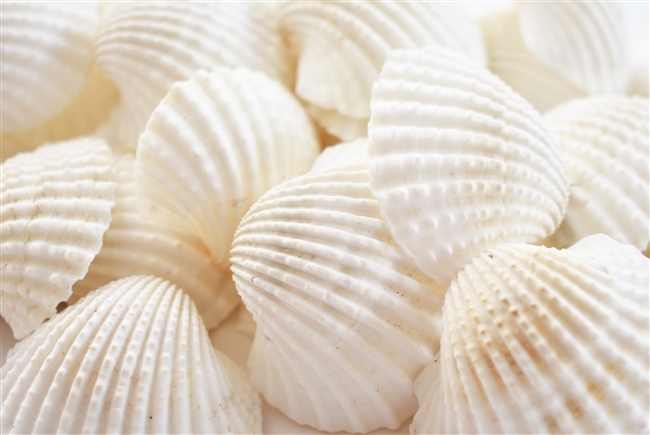 large white ark shells